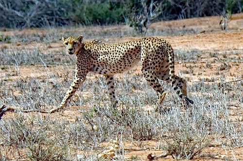 Kenia (289)